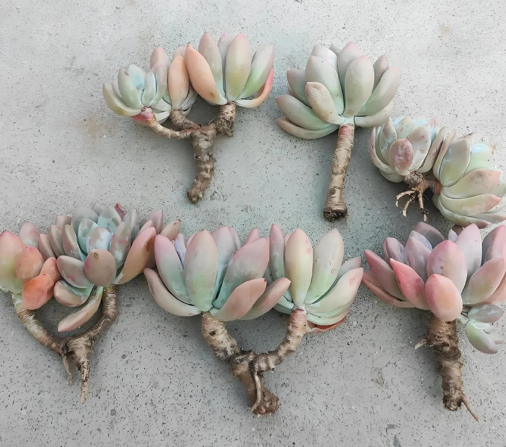 養(yǎng)活植物多肉好養(yǎng)嗎_多肉植物好養(yǎng)活嗎?_植物多肉好養(yǎng)嗎