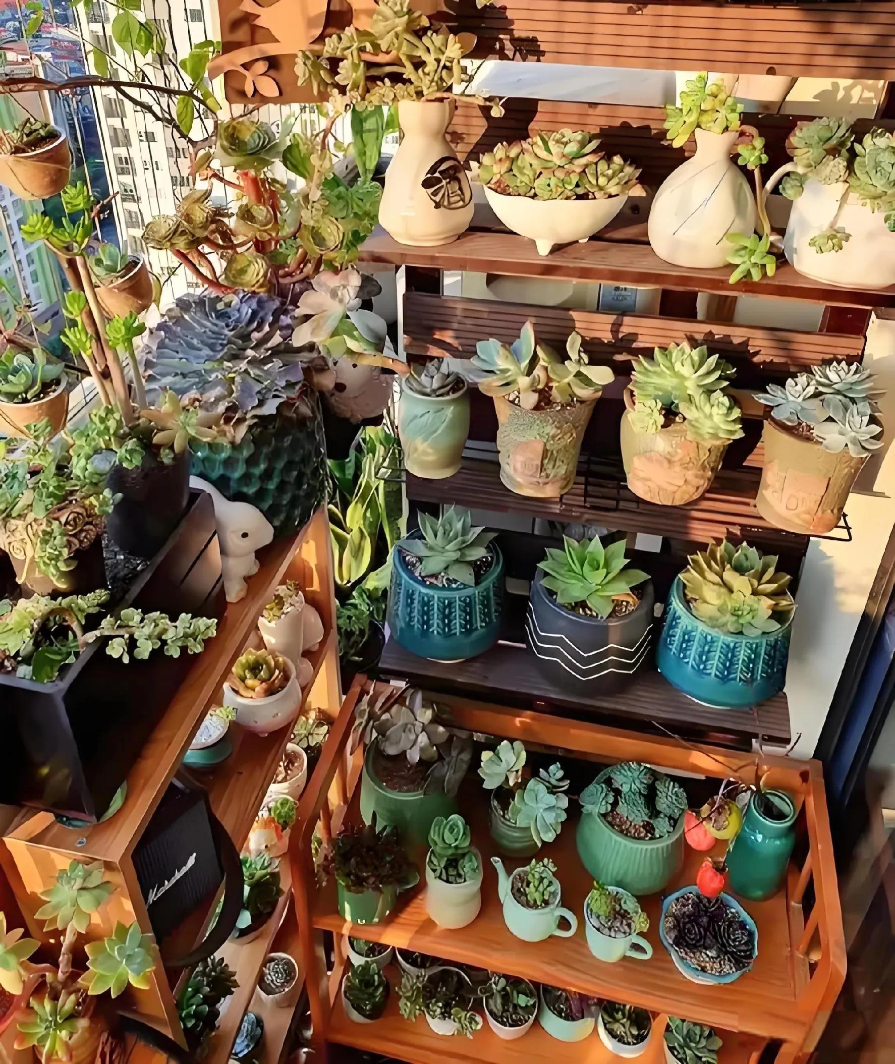 養(yǎng)活植物多肉好養(yǎng)嗎_植物多肉好養(yǎng)嗎_多肉植物好養(yǎng)活嗎?