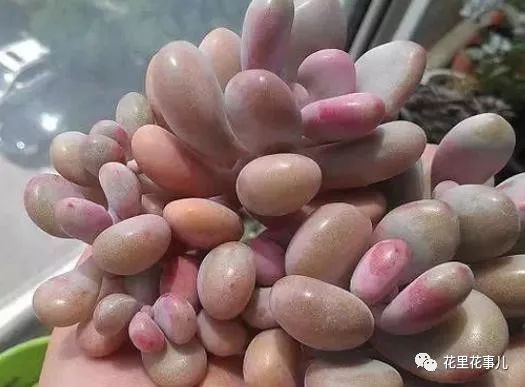 多肉形狀有哪些_多肉的形狀_多肉形態(tài)特征是什么