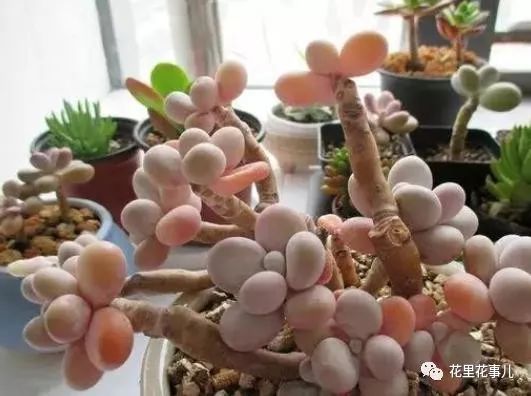 多肉的形狀_多肉形狀有哪些_多肉形態(tài)特征是什么