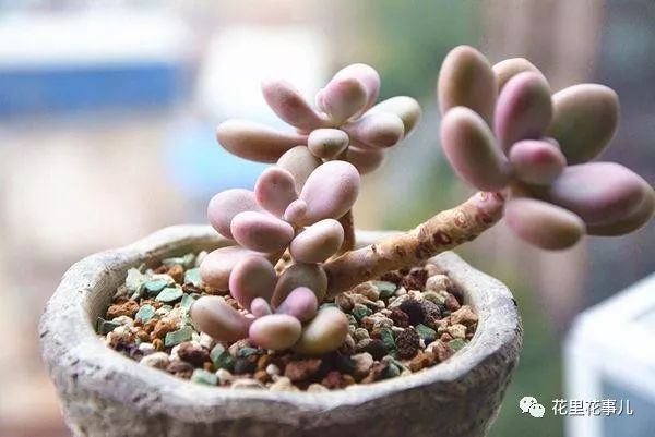 多肉形狀有哪些_多肉形態(tài)特征是什么_多肉的形狀