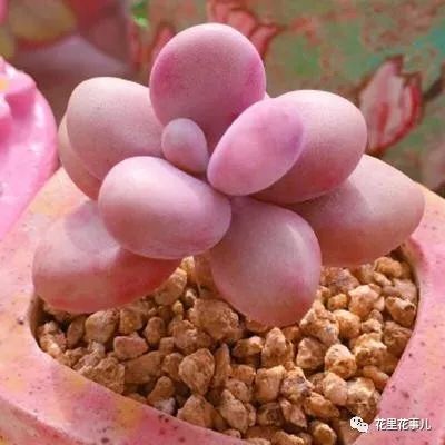 多肉形態(tài)特征是什么_多肉的形狀_多肉形狀有哪些