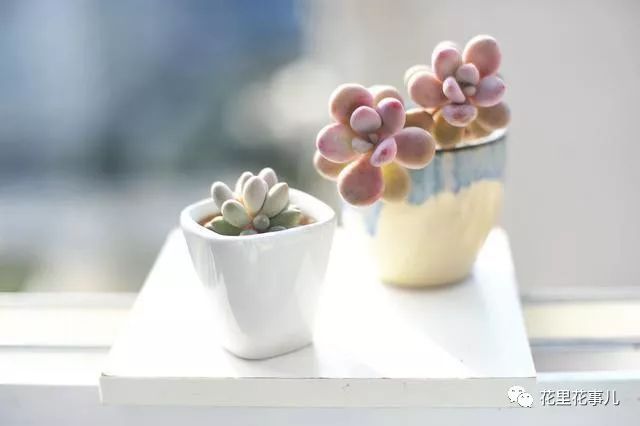 多肉形態(tài)特征是什么_多肉的形狀_多肉形狀有哪些