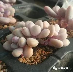 多肉形態(tài)特征是什么_多肉的形狀_多肉形狀有哪些