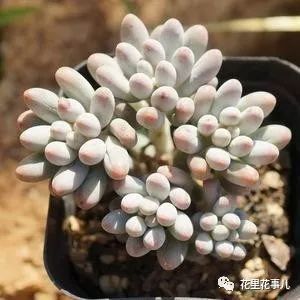 多肉形狀有哪些_多肉形態(tài)特征是什么_多肉的形狀