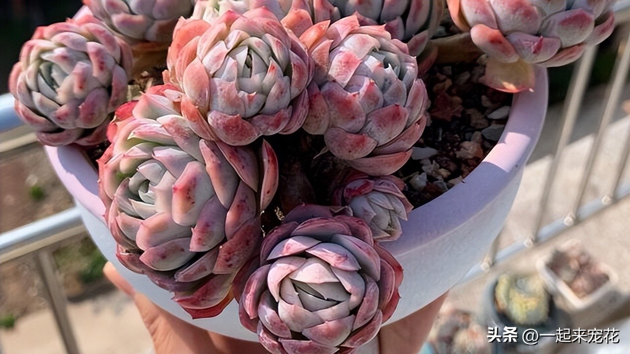 顏值高又好養(yǎng)的多肉_好養(yǎng)漂亮的多肉_顏值很高的多肉品種