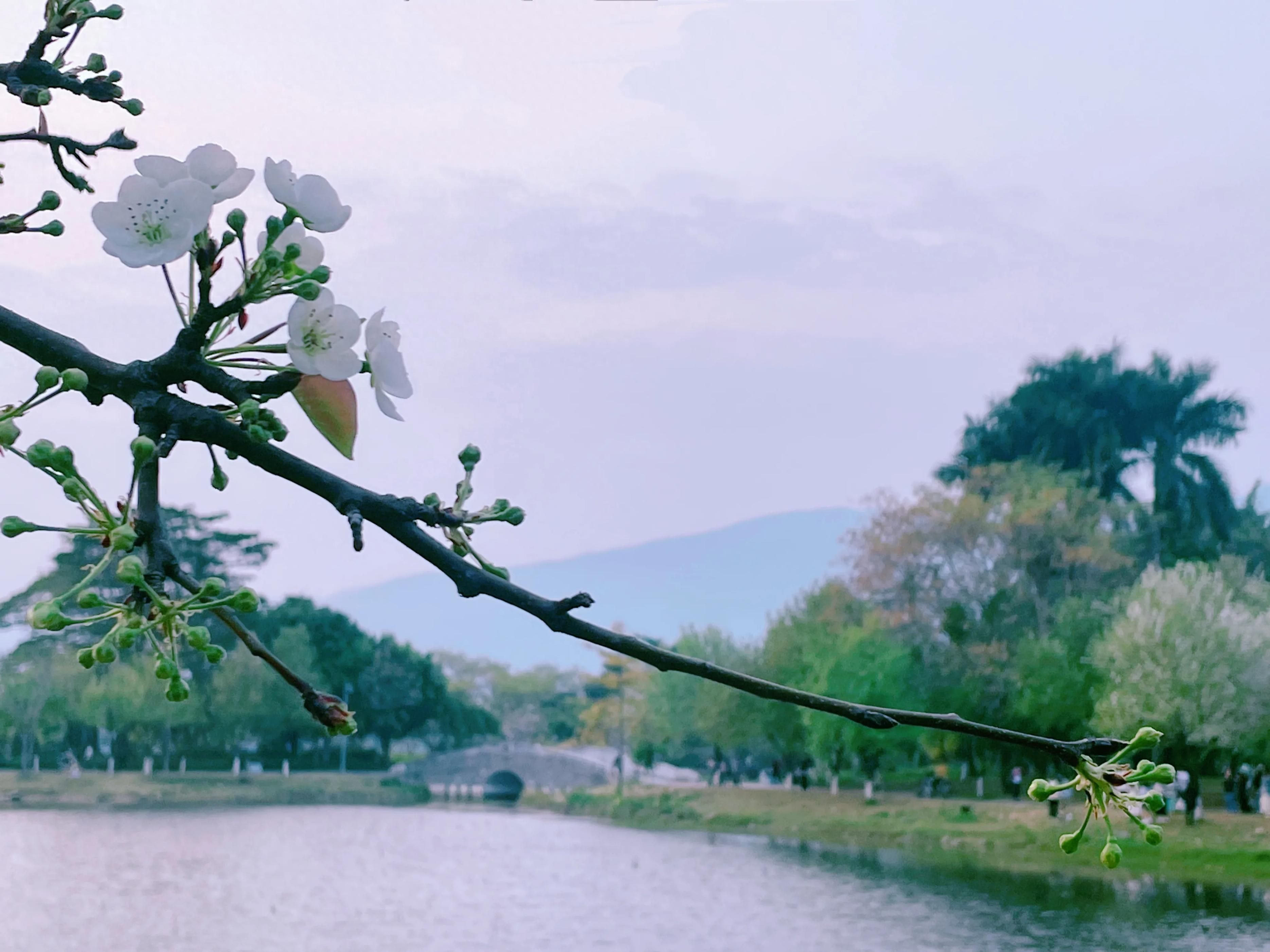 鼎湖山七星巖一日游攻略_肇慶七星巖鼎湖山兩日游自由行_肇慶七星巖鼎湖山一日游攻略