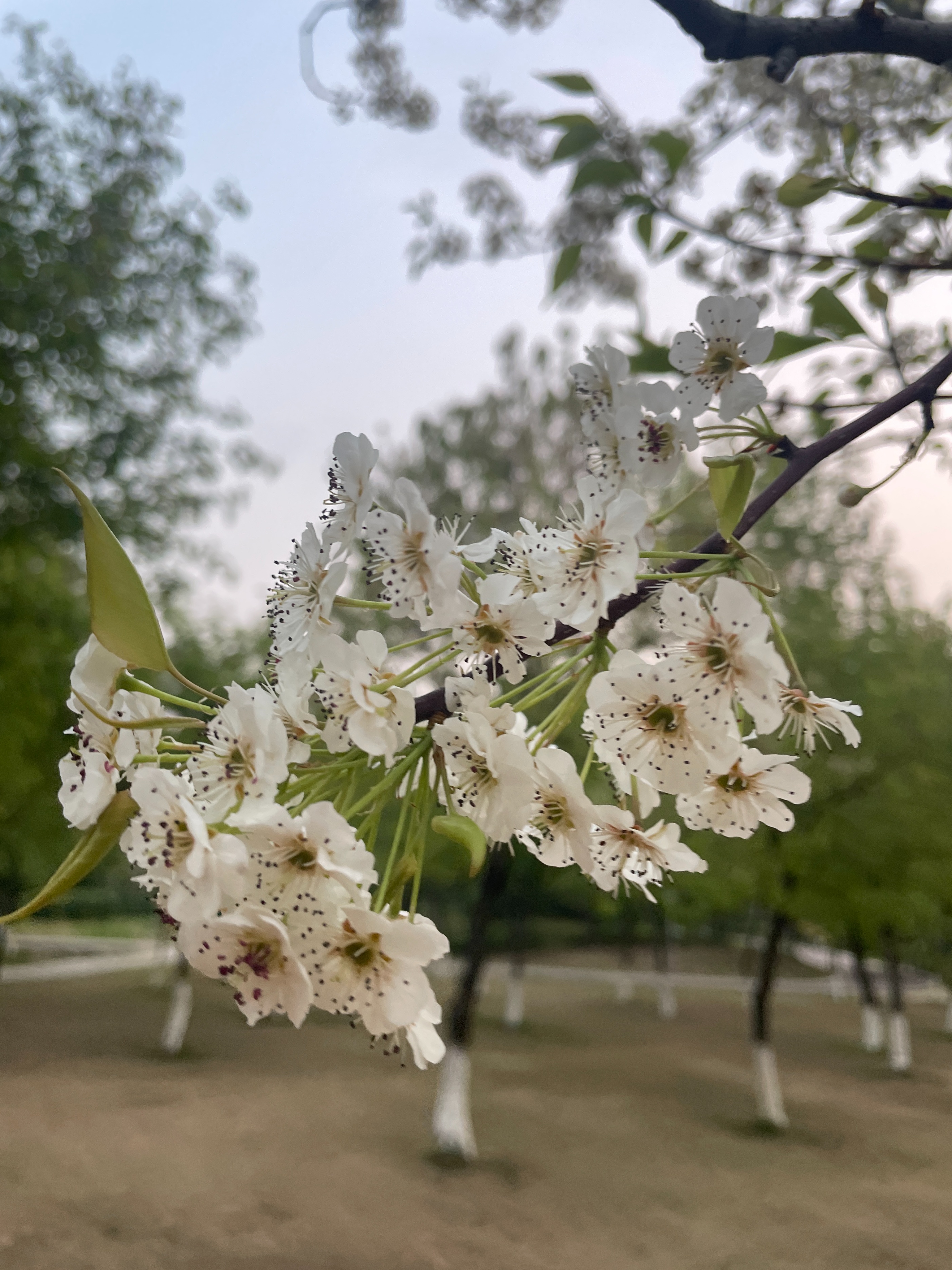 肇慶七星巖鼎湖山兩日游自由行_肇慶七星巖鼎湖山一日游攻略_鼎湖山七星巖一日游攻略