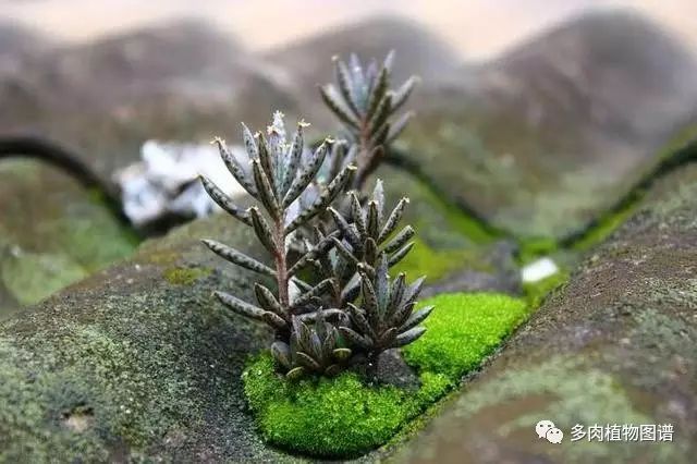 枝條扦插多肉的方法_多肉枝條怎么扦插_枝條扦插多肉為什么總是腐爛