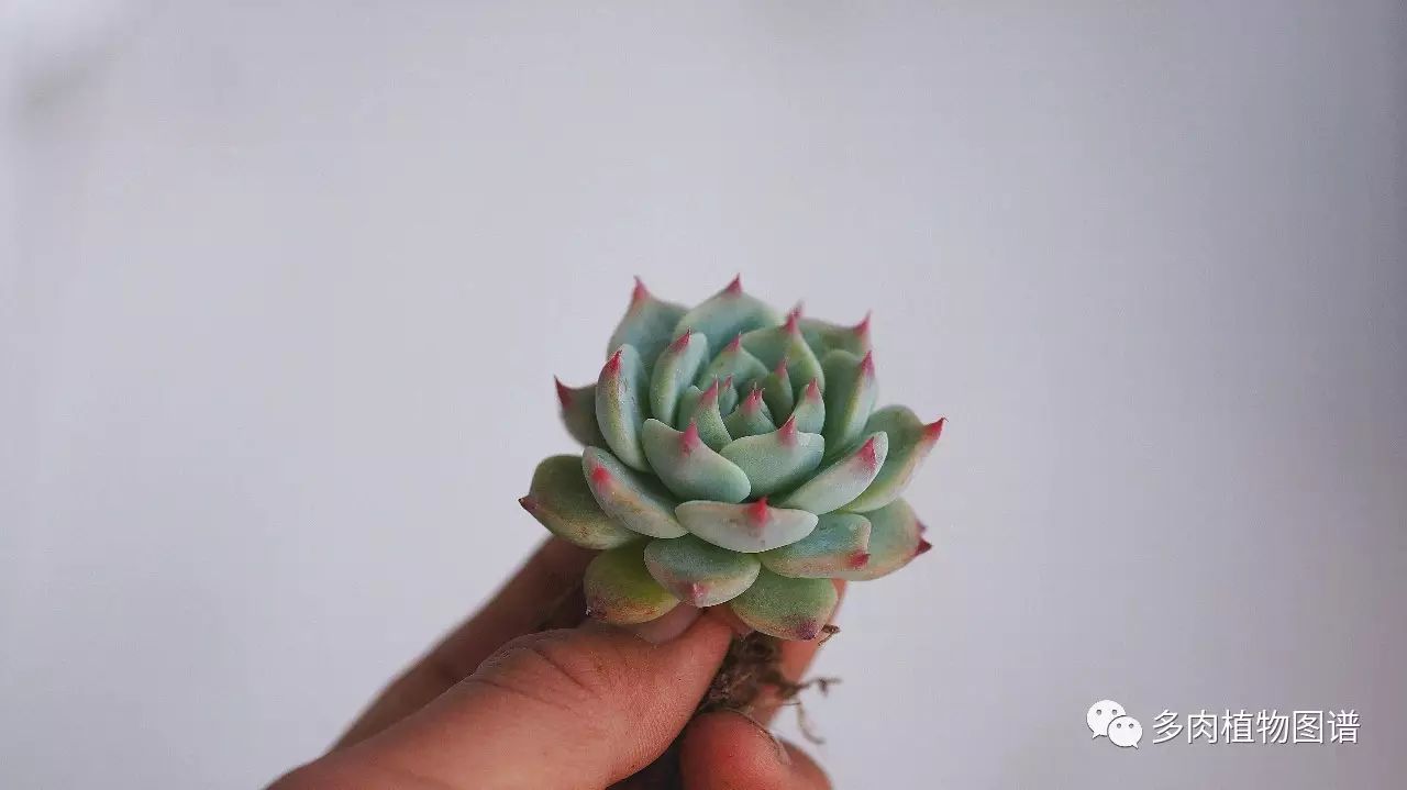多肉枝條怎么扦插_枝條扦插多肉為什么總是腐爛_枝條扦插多肉的方法