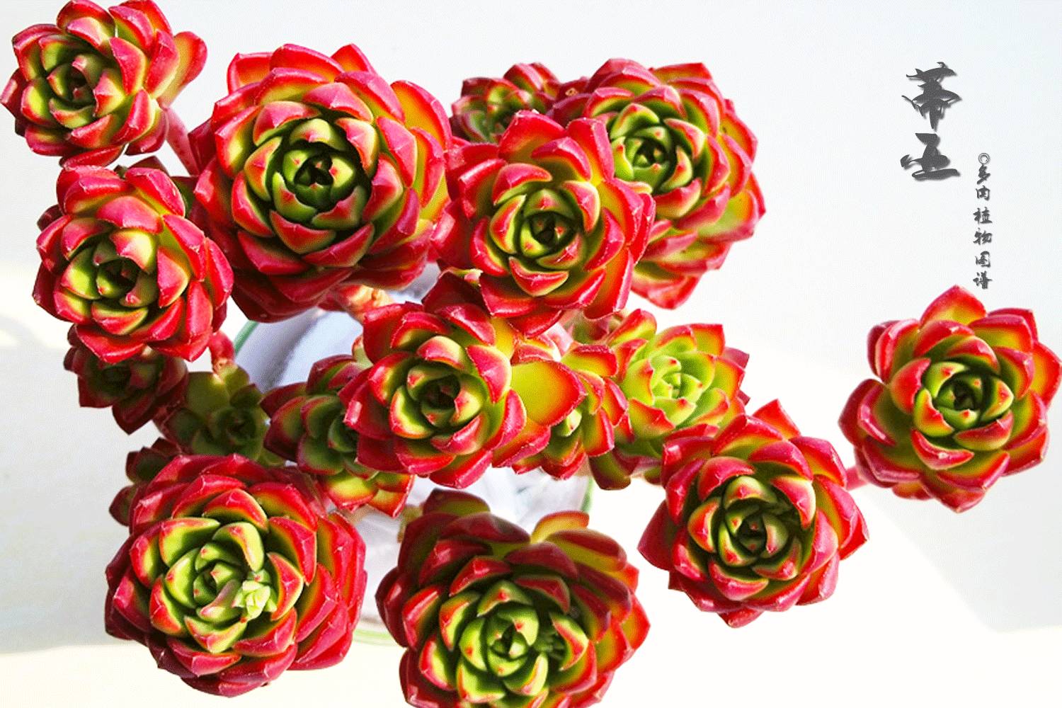 枝條扦插多肉為什么總是腐爛_多肉枝條怎么扦插_枝條扦插多肉的方法