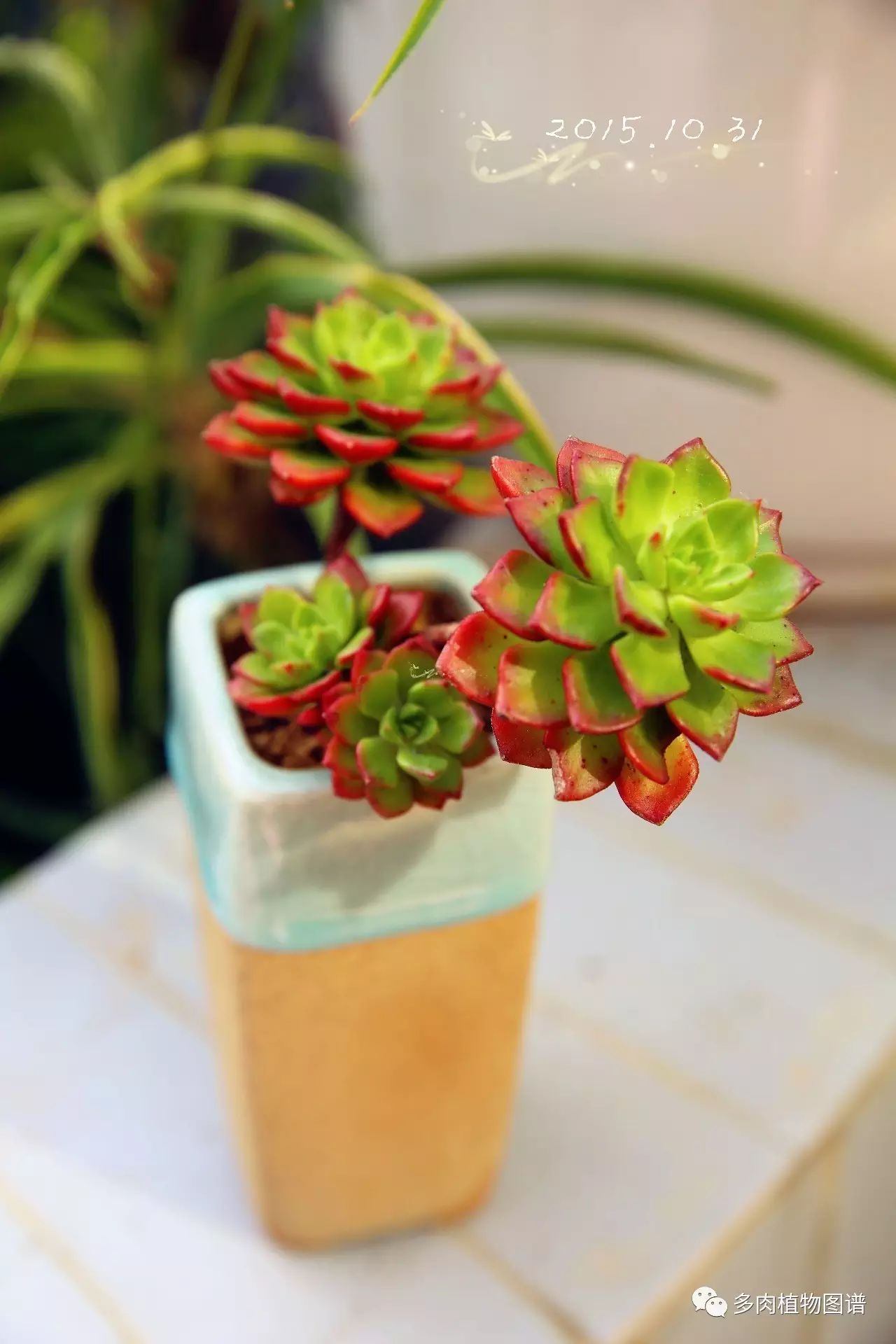 枝條扦插多肉為什么總是腐爛_多肉枝條怎么扦插_枝條扦插多肉的方法