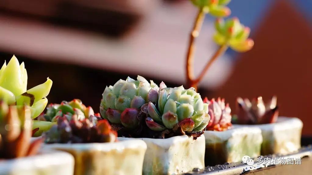 枝條扦插多肉為什么總是腐爛_多肉枝條怎么扦插_枝條扦插多肉的方法