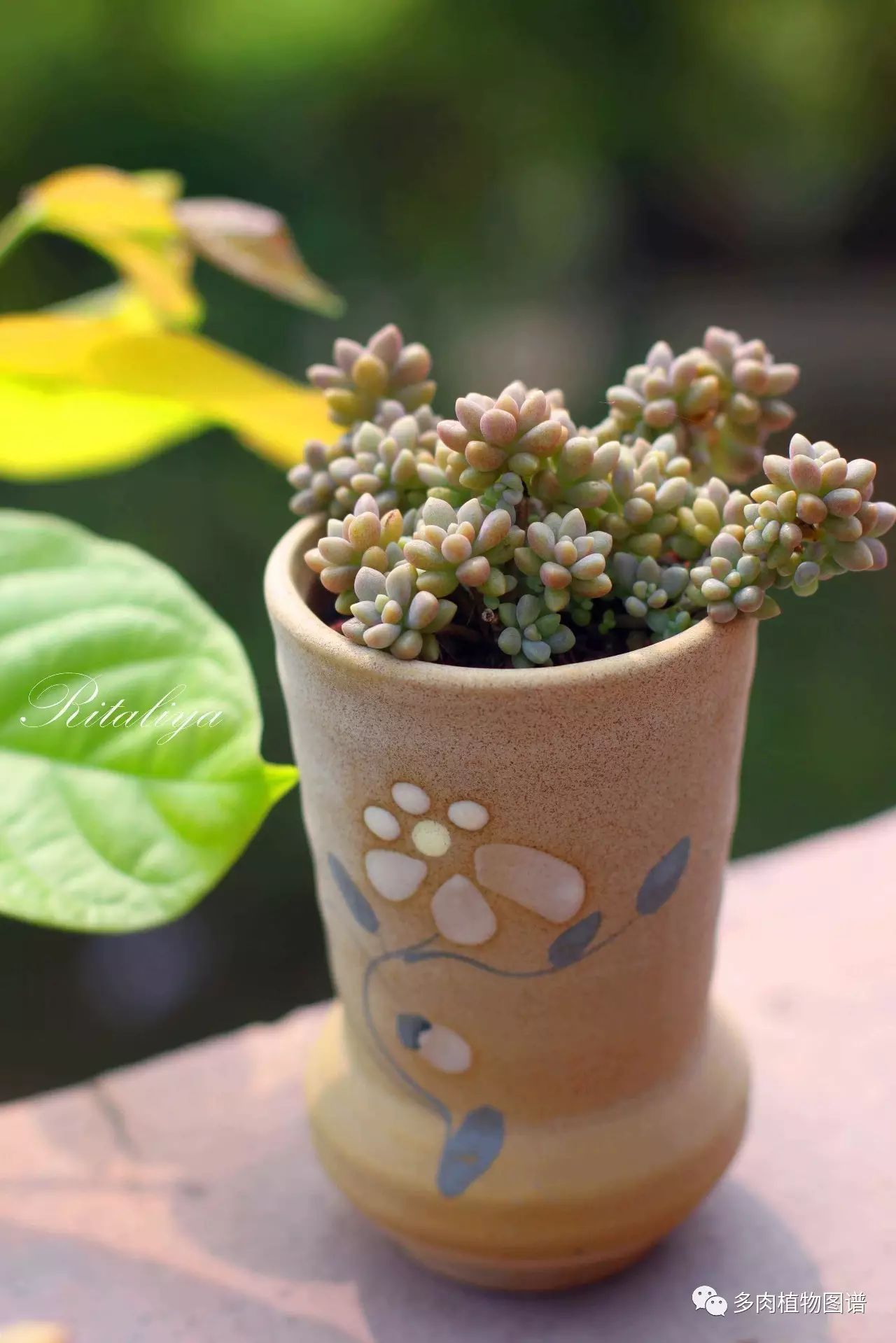 枝條扦插多肉為什么總是腐爛_枝條扦插多肉的方法_多肉枝條怎么扦插