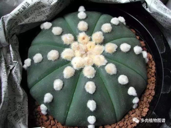 枝條扦插多肉為什么總是腐爛_多肉枝條怎么扦插_枝條扦插多肉的方法