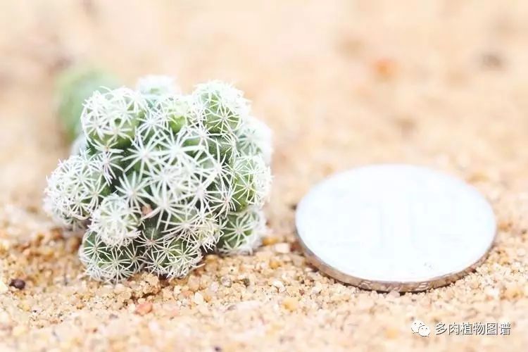 多肉枝條怎么扦插_枝條扦插多肉為什么總是腐爛_枝條扦插多肉的方法