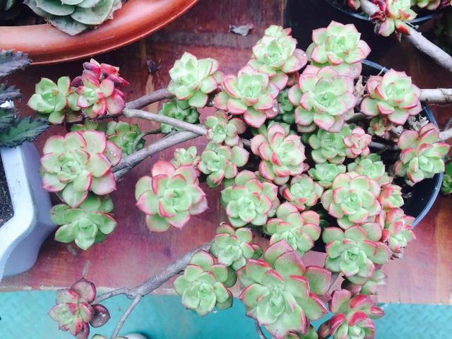 什么是多肉_多肉是喜陰還是喜陽(yáng)植物_多肉是什么植物