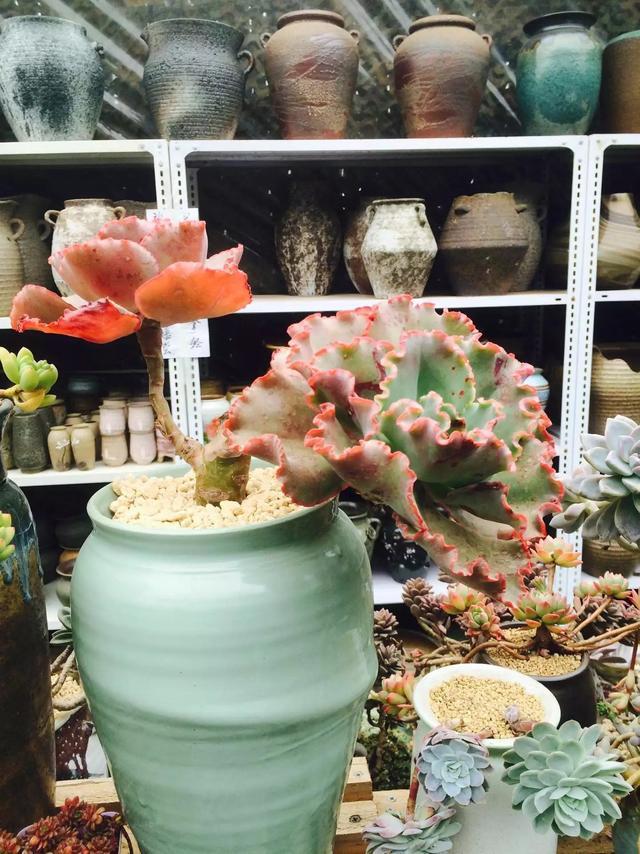 什么是多肉_多肉是什么植物_多肉是喜陰還是喜陽(yáng)植物