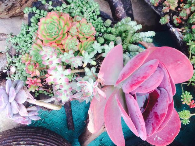 多肉是什么植物_多肉是喜陰還是喜陽(yáng)植物_什么是多肉