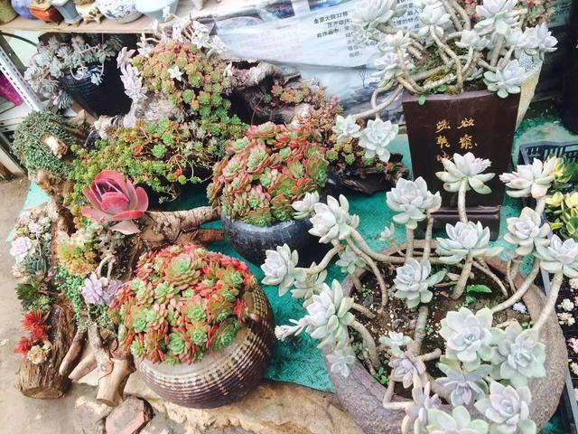 多肉是喜陰還是喜陽(yáng)植物_什么是多肉_多肉是什么植物