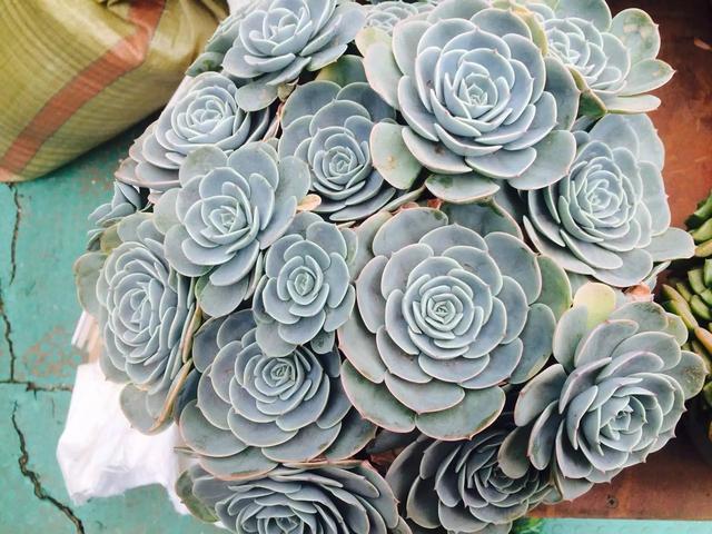 什么是多肉_多肉是喜陰還是喜陽(yáng)植物_多肉是什么植物