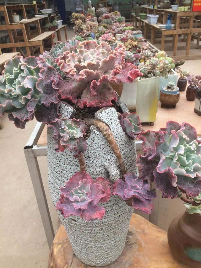 什么是多肉_多肉是什么植物_多肉是喜陰還是喜陽(yáng)植物