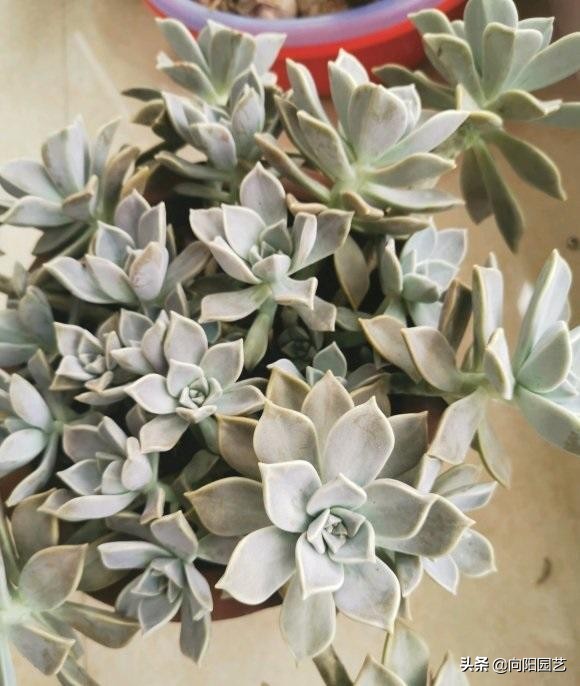 娃娃多頭吉變多肉怎么辦_吉娃娃多肉怎么變多頭_多肉吉娃娃單頭多頭哪個好看