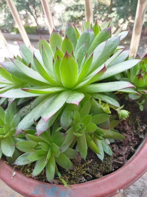 娃娃多頭吉變多肉怎么辦_吉娃娃多肉怎么變多頭_多肉吉娃娃單頭多頭哪個好看