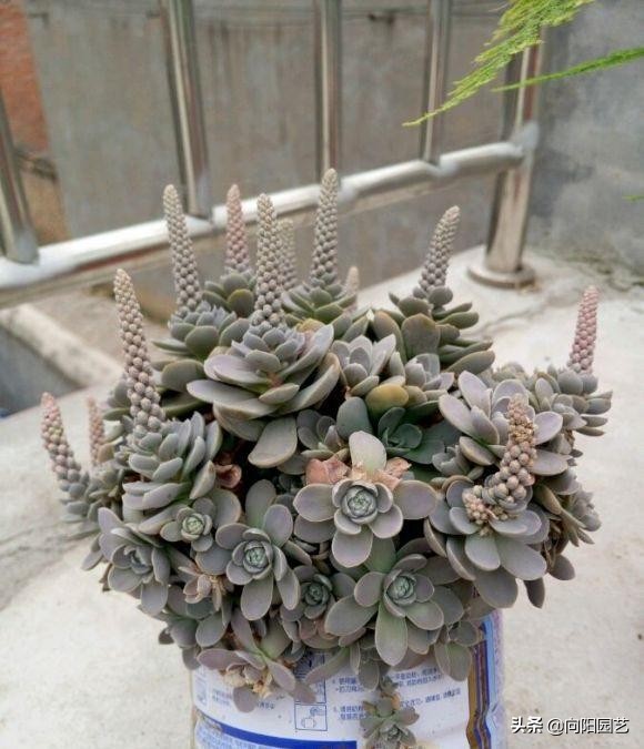 多肉吉娃娃單頭多頭哪個好看_吉娃娃多肉怎么變多頭_娃娃多頭吉變多肉怎么辦