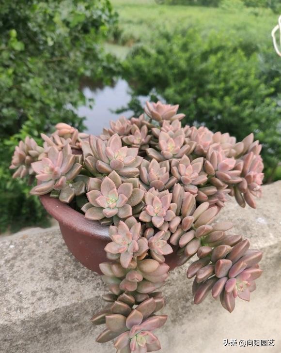 娃娃多頭吉變多肉怎么辦_吉娃娃多肉怎么變多頭_多肉吉娃娃單頭多頭哪個好看