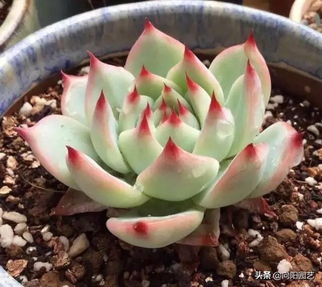 吉娃娃多肉怎么變多頭_多肉吉娃娃單頭多頭哪個好看_娃娃多頭吉變多肉怎么辦