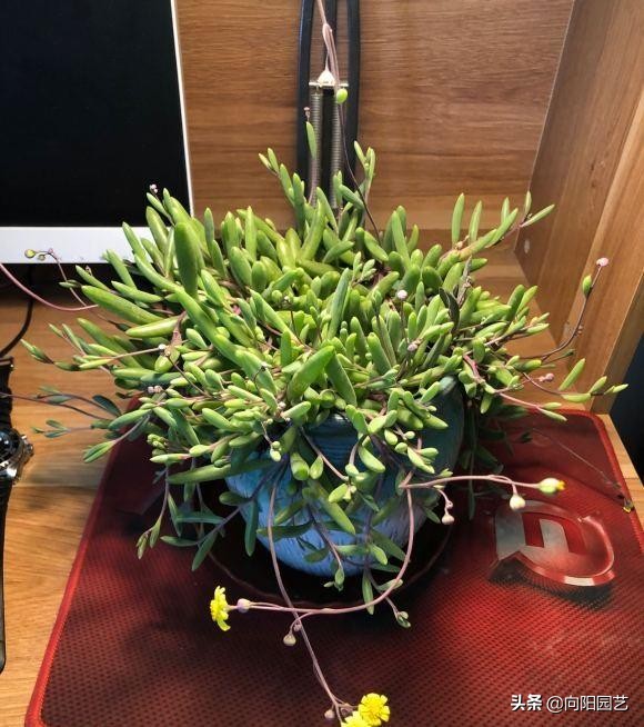 吉娃娃多肉怎么變多頭_娃娃多頭吉變多肉怎么辦_多肉吉娃娃單頭多頭哪個好看