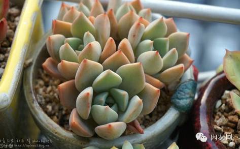 多肉pinky怎么養(yǎng)_多肉pinky是大型種么_pink多肉