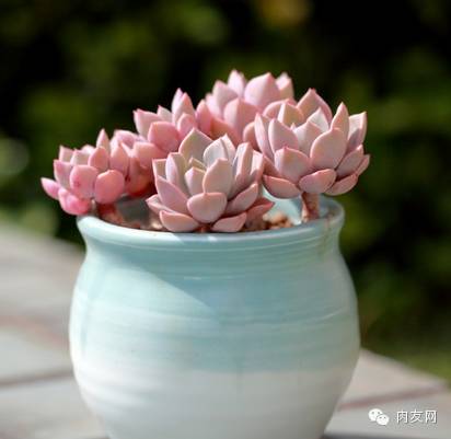 多肉pinky是大型種么_多肉pinky怎么養(yǎng)_pink多肉