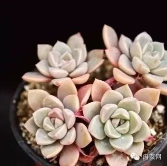 多肉pinky怎么養(yǎng)_多肉pinky是大型種么_pink多肉