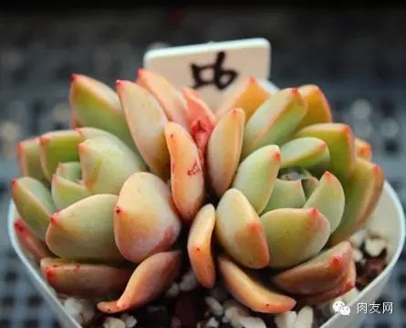 pink多肉_多肉pinky是大型種么_多肉pinky怎么養(yǎng)