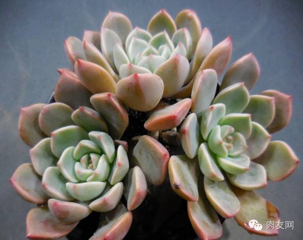 多肉pinky是大型種么_多肉pinky怎么養(yǎng)_pink多肉