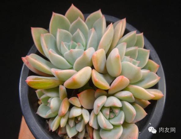 多肉pinky是大型種么_pink多肉_多肉pinky怎么養(yǎng)