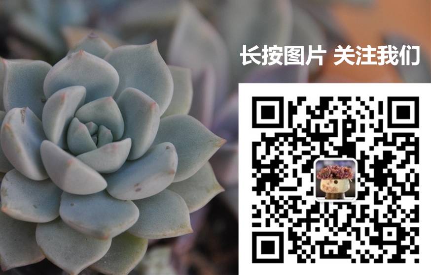 pink多肉_多肉pinky是大型種么_多肉pinky怎么養(yǎng)