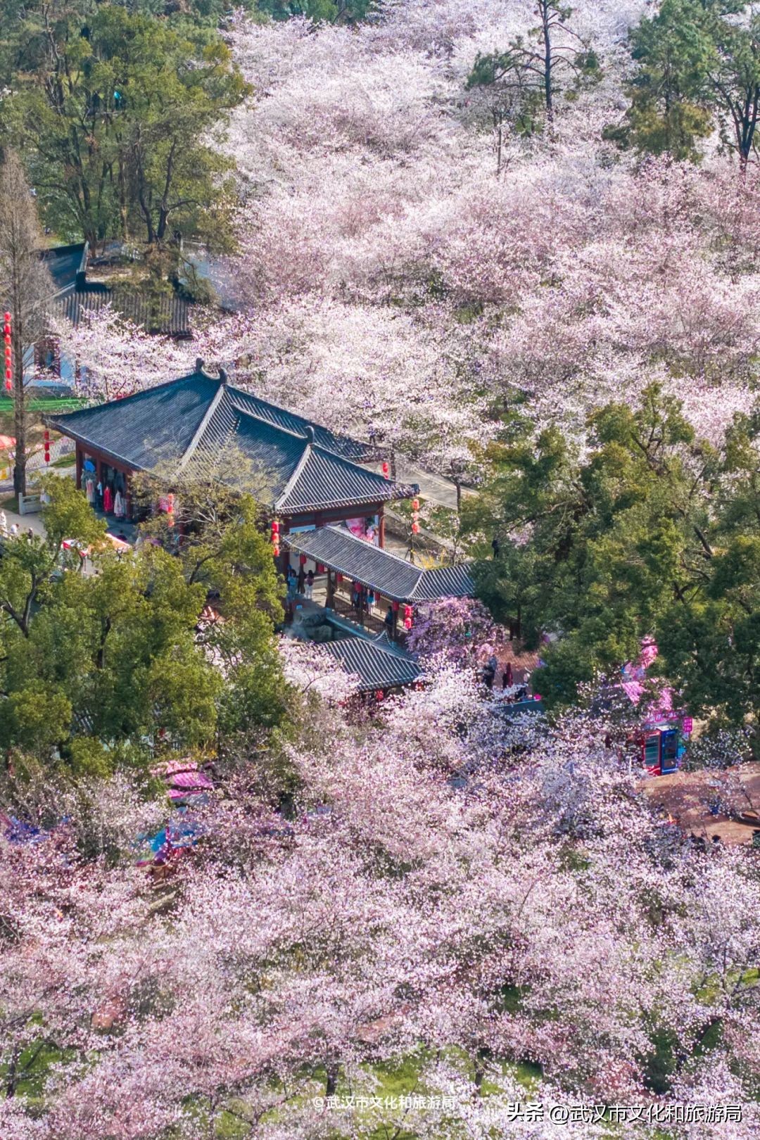 東湖櫻花園賞花時(shí)間_東湖生態(tài)旅游風(fēng)景區(qū)游玩攻略_武漢馬拉松東湖綠道封閉
