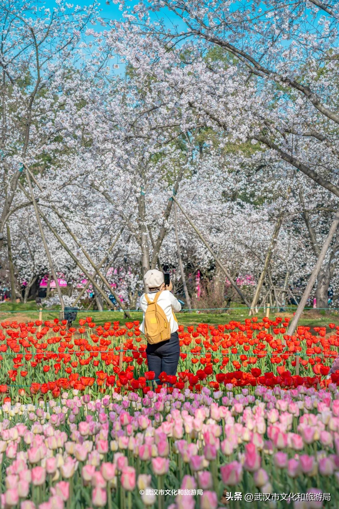 東湖櫻花園賞花時(shí)間_武漢馬拉松東湖綠道封閉_東湖生態(tài)旅游風(fēng)景區(qū)游玩攻略