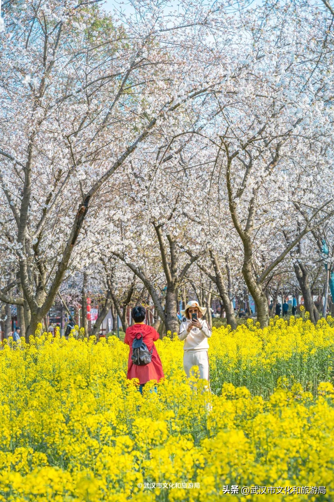 武漢馬拉松東湖綠道封閉_東湖生態(tài)旅游風(fēng)景區(qū)游玩攻略_東湖櫻花園賞花時(shí)間