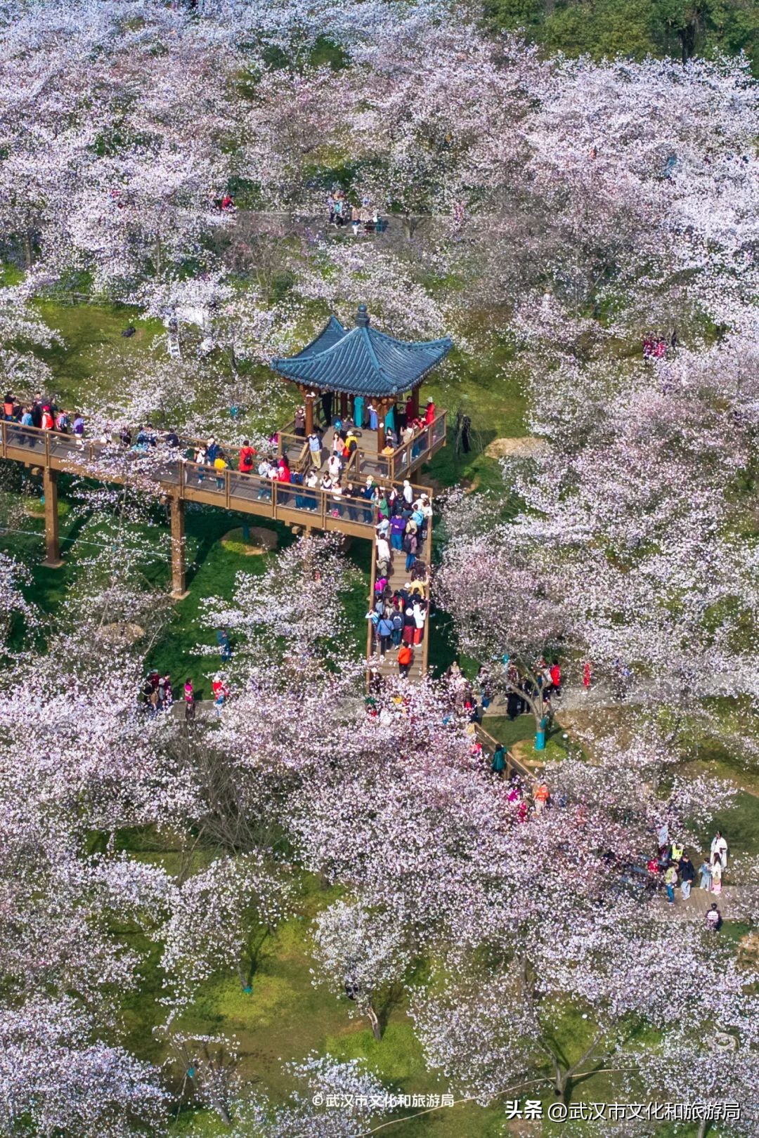 東湖生態(tài)旅游風(fēng)景區(qū)游玩攻略_東湖櫻花園賞花時(shí)間_武漢馬拉松東湖綠道封閉