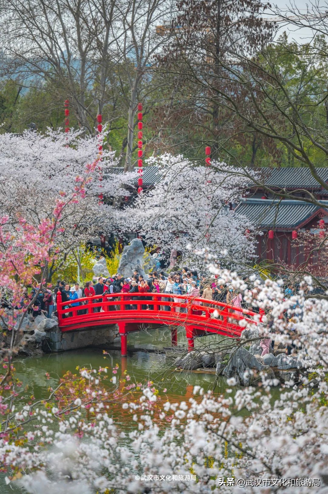 武漢馬拉松東湖綠道封閉_東湖櫻花園賞花時(shí)間_東湖生態(tài)旅游風(fēng)景區(qū)游玩攻略
