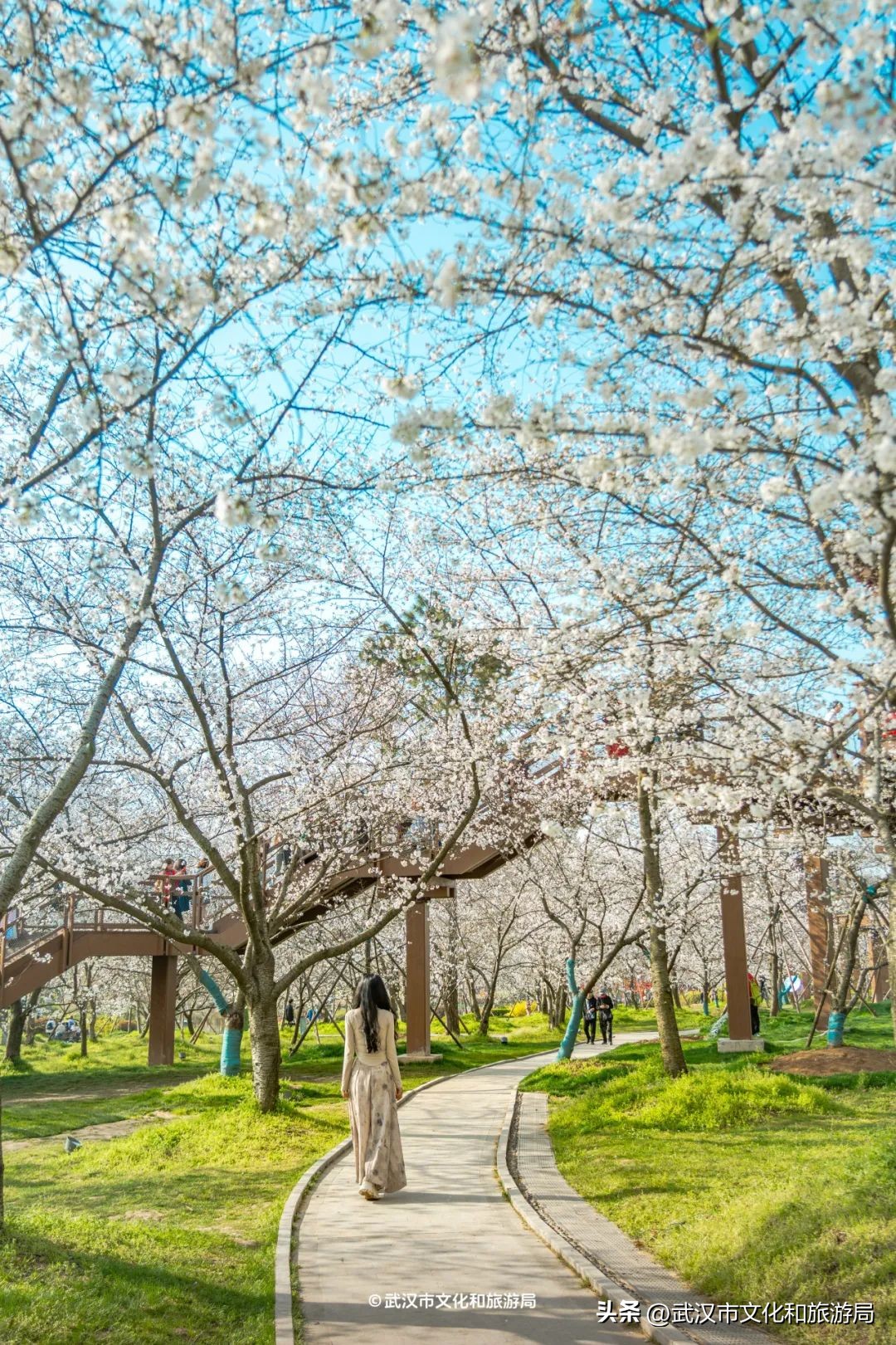 武漢馬拉松東湖綠道封閉_東湖櫻花園賞花時(shí)間_東湖生態(tài)旅游風(fēng)景區(qū)游玩攻略
