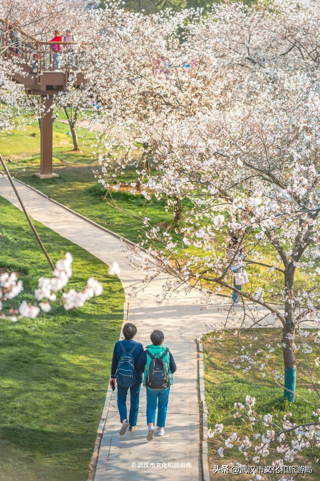 武漢馬拉松東湖綠道封閉_東湖生態(tài)旅游風(fēng)景區(qū)游玩攻略_東湖櫻花園賞花時(shí)間