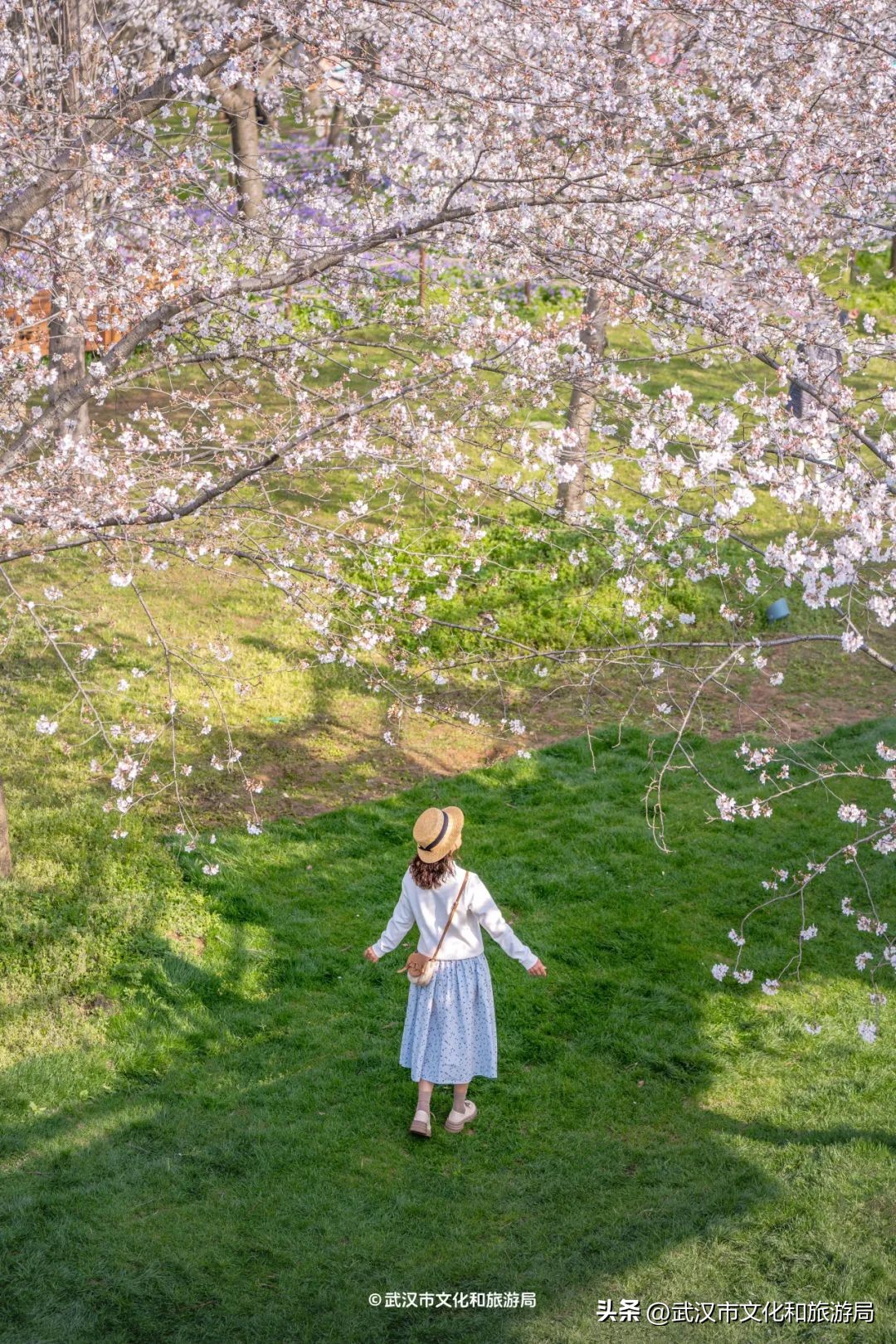 東湖櫻花園賞花時(shí)間_武漢馬拉松東湖綠道封閉_東湖生態(tài)旅游風(fēng)景區(qū)游玩攻略