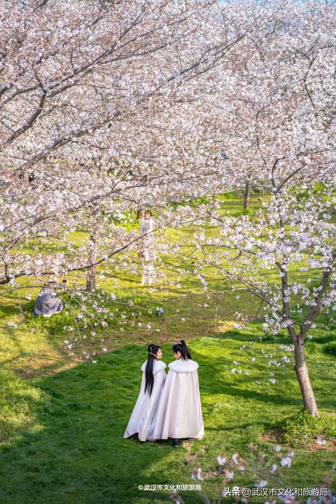 東湖櫻花園賞花時(shí)間_東湖生態(tài)旅游風(fēng)景區(qū)游玩攻略_武漢馬拉松東湖綠道封閉