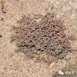 多肉植物土壤種類_多肉植物配土方案_多肉用土配比方法