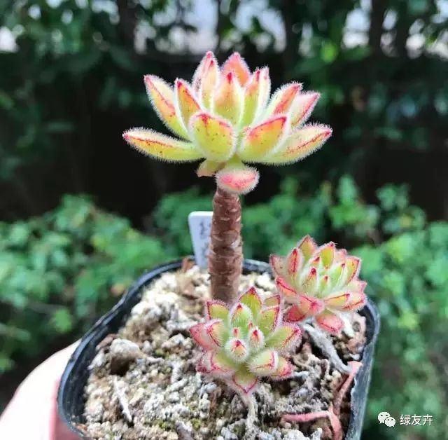 多肉植物土壤種類_多肉用土配比方法_多肉植物配土方案